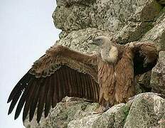 Griffon Vulture