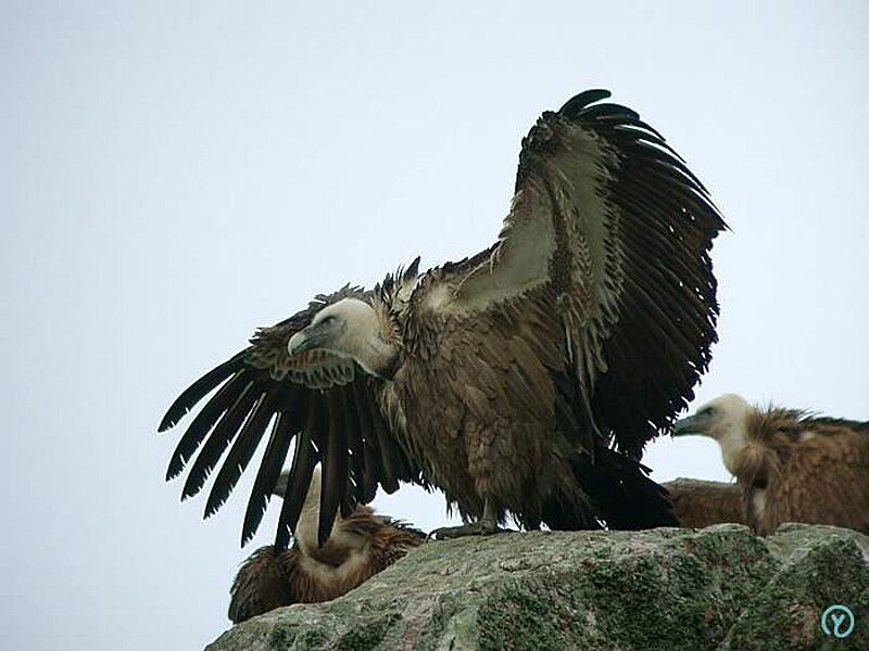 Griffon Vulture