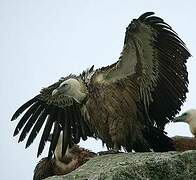 Griffon Vulture