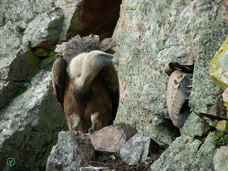 Griffon Vulture