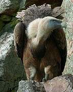 Griffon Vulture