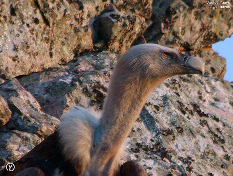 Griffon Vulture