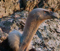 Griffon Vulture