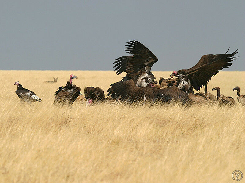 Lappet-faced Vulture