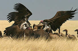 Lappet-faced Vulture