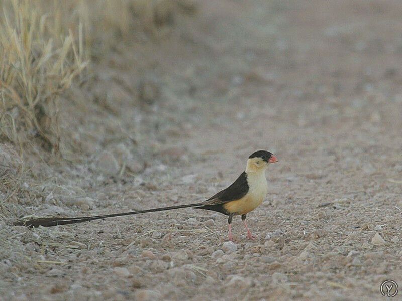 Shaft-tailed Whydah