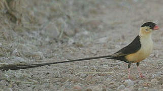 Shaft-tailed Whydah